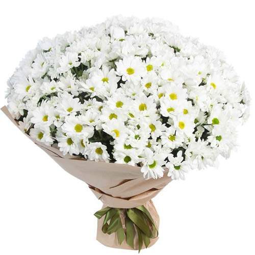 Фото товара 51 ромашковая хризантема в Днепре